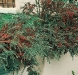 Cotoneaster horizontalis 